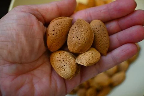 Almonds in hard shells held in a hand Stockfoto's