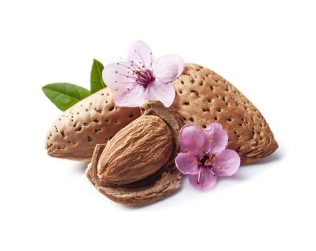 Almonds kernel with blooms flower Stock Photos