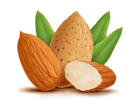 Almonds with leaves isolated on white background. Stock Illustration