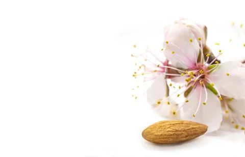 Almonds nuts with flowers Stock Photos