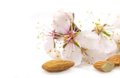 Almonds nuts with flowers Stock Photos