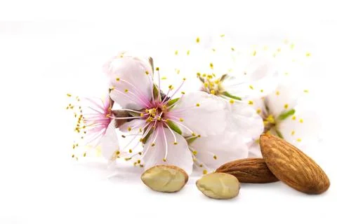 Almonds nuts with flowers Stock Photos