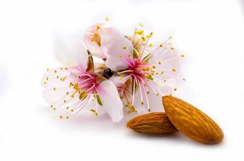 Almonds nuts with flowers Stock Photos