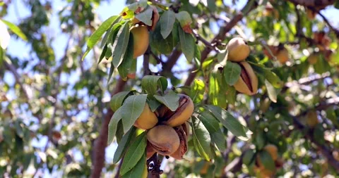 Almonds nuts. Green Almonds on the tree ready for harvest. 库存影片 138091132