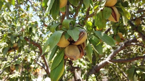 Almonds nuts. Green Almonds on the tree ready for harvest. Stock Footage 143465284