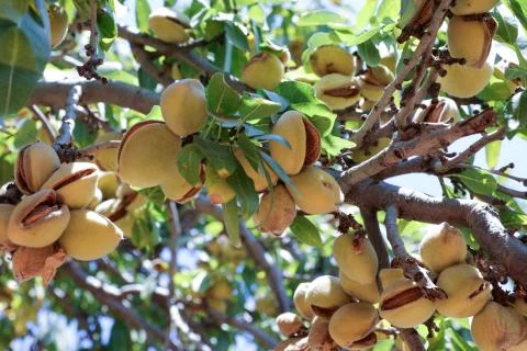 Almonds nuts. Green Almonds on the tree ready for harvest. Stock Photos