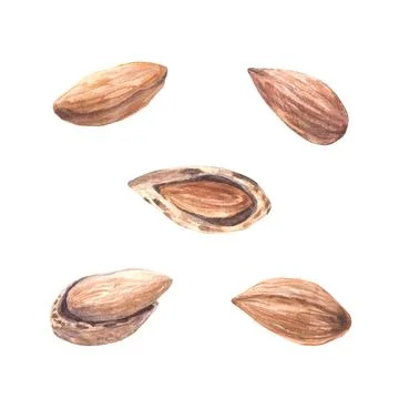 Almonds nuts, peeled and in the nutshell. Watercolor hand painted set of Stock Illustration