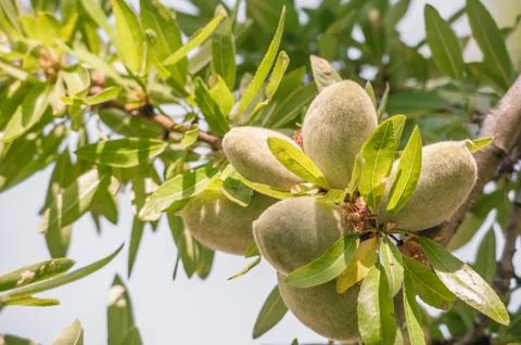 Almonds nuts on the tree Stock Photos