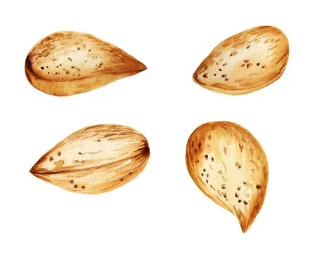 Almonds in the nutshell Stock Illustration