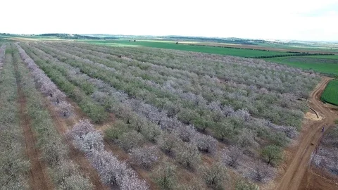 Almonds orchard aerial Stock Footage 86490948