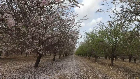 Almonds orchard drive through Stock Footage 86491078
