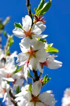 Almonds Stock Photos
