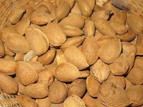 Almonds 库存照片