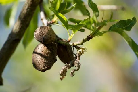 Almonds Stock Photos