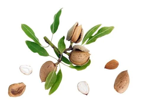 Almonds to pick on white background. Stock Photos