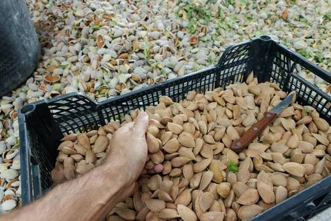 Almonds piled in piles on the ground for drying and peeling Stock Photos