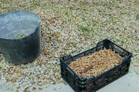Almonds piled in piles on the ground for drying and peeling Stock Photos