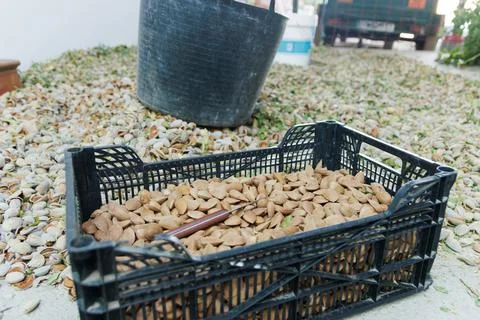 Almonds piled in piles on the ground for drying and peeling Stock Photos