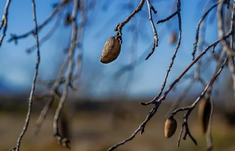 Almonds ripening on tree branches in la rioja, spain Stock Photos