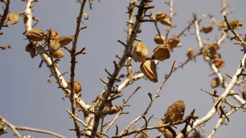 Almonds on a Tree with a beautiful light of Sunset. Sky on Background. Close  Video stock 145917976