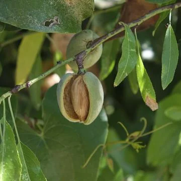 Almonds on a tree branch in the forest Stock Photos
