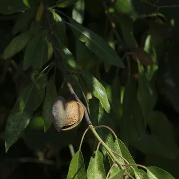 Almonds on a tree branch in the forest Stock Photos