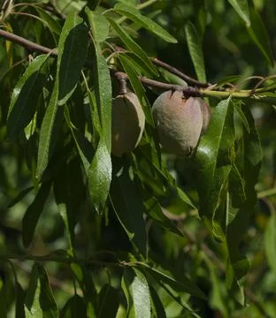 Almonds on a tree branch in the forest Stock Photos
