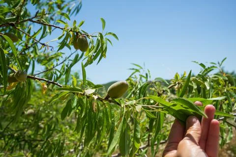 Almonds on a tree branch in the forest Stock Photos