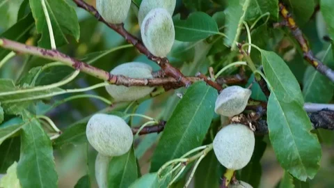 Almonds in the tree, crusted almonds that begin to dry, 動画素材 115055892