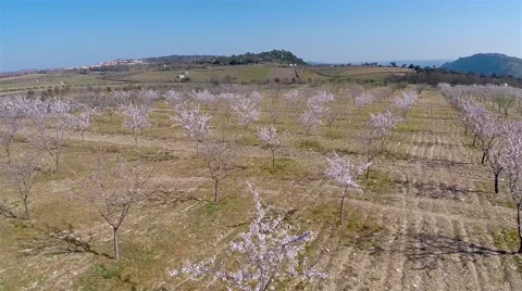Almonds tree field Video stock 62470695