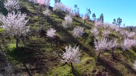 Almonds tree field Stock Footage 62473532