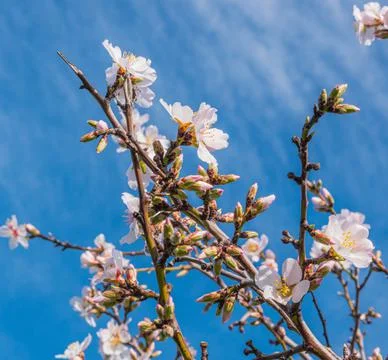 Almonds tree flowering branch in a field Stock Photos