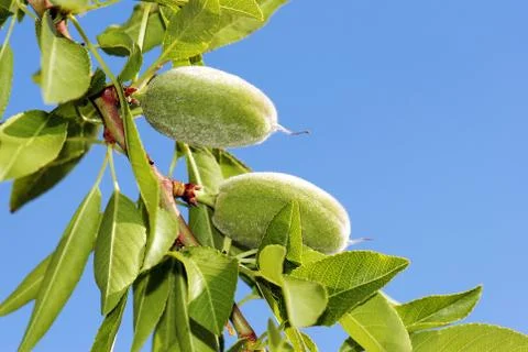 Almonds at tree Stock Photos