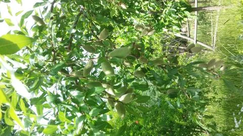 Almonds tree Stock-Fotos