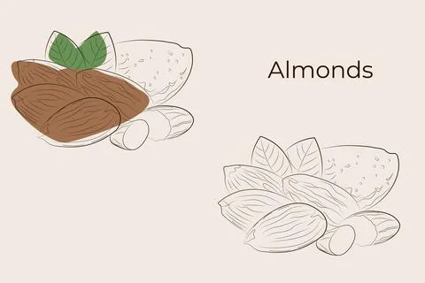 Almonds. Vector illustration of nuts. Stock Illustration