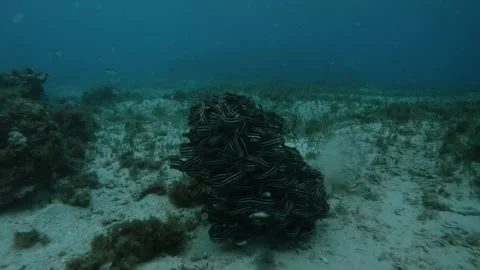 Almost alien like behaviour from shoal of catfish on the ocean floor Stock Footage 256867173