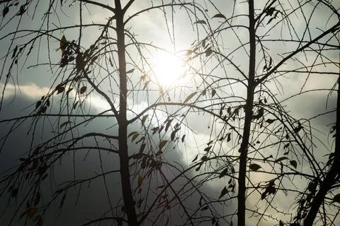 Almost bare branches of young trees illuminated by the sun Stock Photos