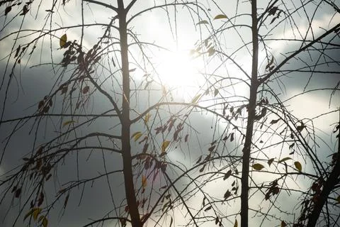 Almost bare branches of young trees illuminated by the sun Stock Photos