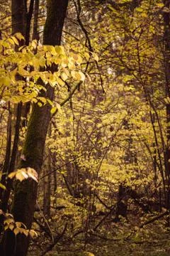 Almost barren trees in deep forest Stock Photos