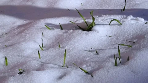 Almost completely covered with snow, long leaves of cereal grasses protrude.. Stock Footage 306734968