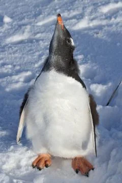 Almost completely molted penguin chick gentoo on snow Stock Photos
