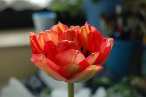 Almost completely red bloom of a single tulip as a cut flower Stock Photos