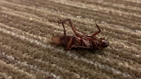 Almost dead cockroach flailing on it's back Stock Footage 159164514
