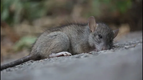 Almost dead rat, dark Video stock 32868622