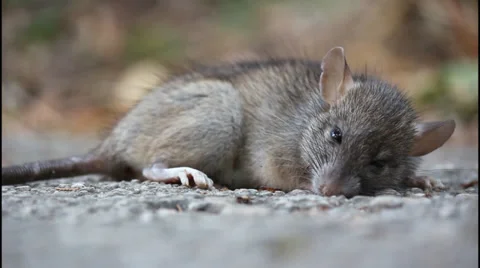 Almost dead rat Video stock 32867995