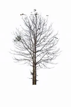 Almost dead tree Stock Photos