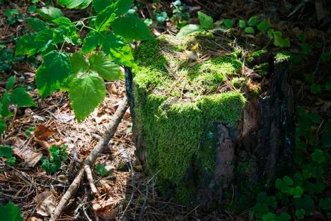 Almost declined tree stump moss wrapped 스톡 사진