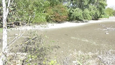 Almost dried out swampland Stock Footage 344306642