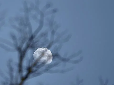 Almost full moon in the evening sky and blurry branches of trees. Stock Photos