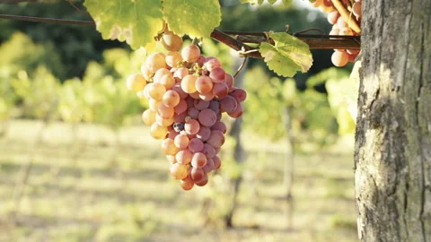 Almost fully ripe bunch of wine grapes in the summer sunset Stock Footage 283269511